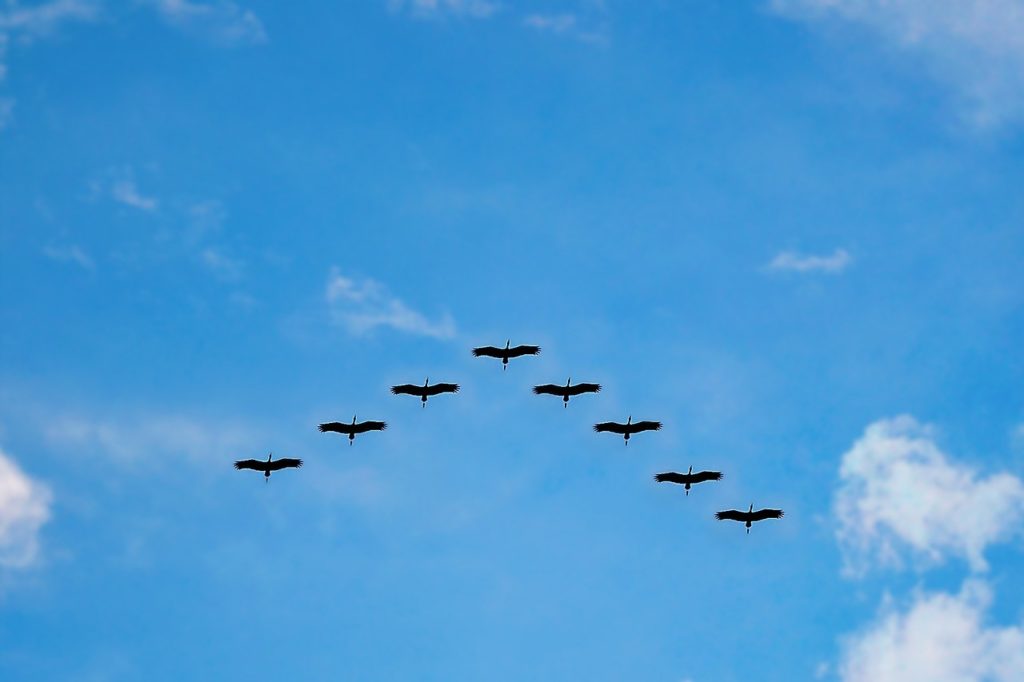 birds, high fly, flying-216827.jpg